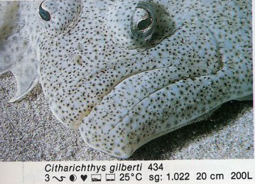 Citharichthys gilberti